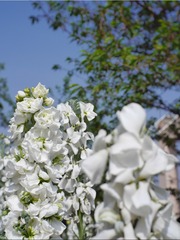 132060