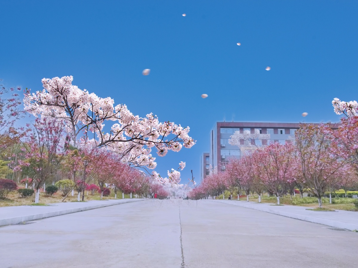 怀化学院的樱花