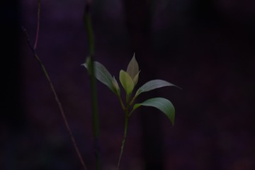 1000002729