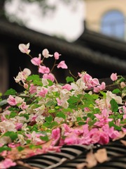1C5A18FE-9519-4CF0-BF51-C35DE2442F61/L0/001