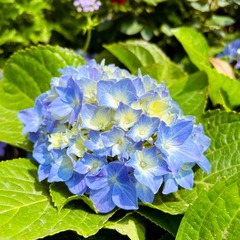 AB06072C-022E-4BAD-B7CB-A80B1BFD1B92/L0/001