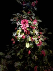 15472ED5-BD13-4859-8B24-1B86BA74C059/L0/001