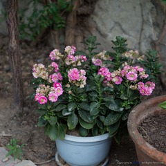 IMGP4966.jpg