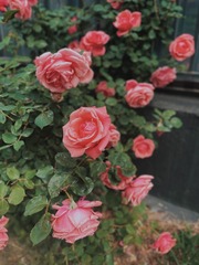 88486509-9827-41E7-9992-7D2AA1AFE67D/L0/001