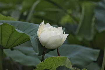 625338