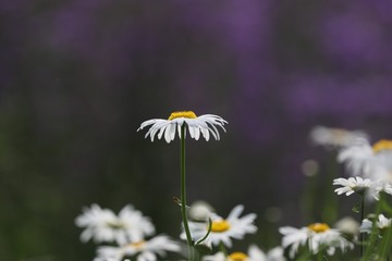 599267