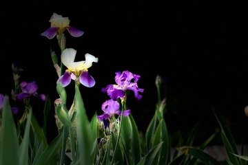 6C29A403-3A6D-48CB-8B48-277CF09C6974/L0/001