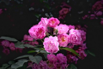 1852A579-BD6E-49D9-BC90-60484C2E7D17/L0/001