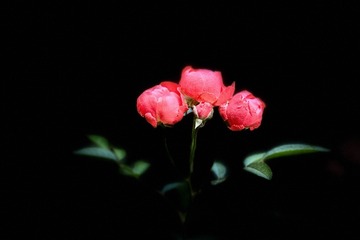 825A1504-9C76-4232-AF75-73C48D1CCDC2/L0/001