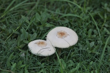 627027