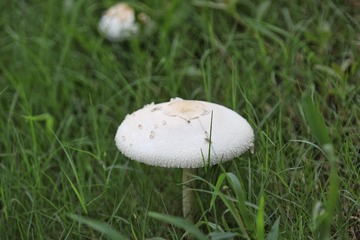 627033