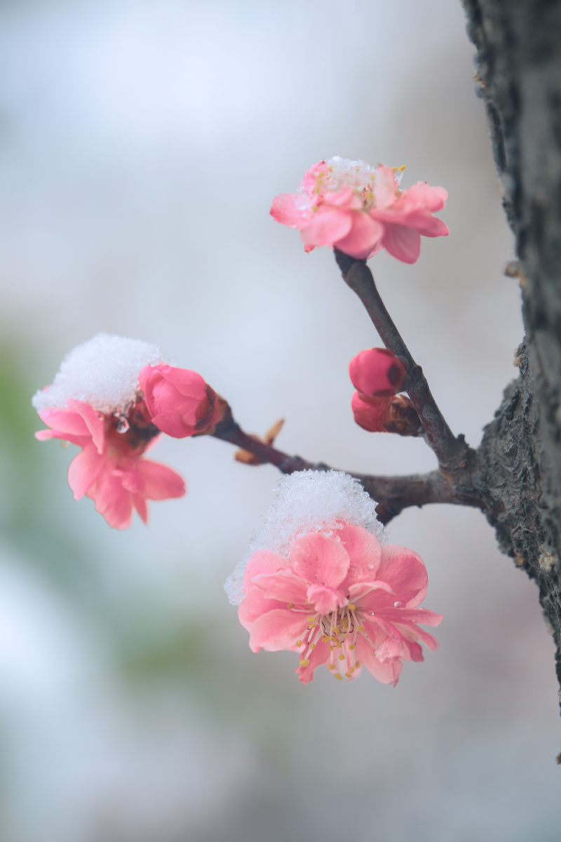 梅花爱雪似情痴开在雪中雪不知雪舞梅开雾长空梅花