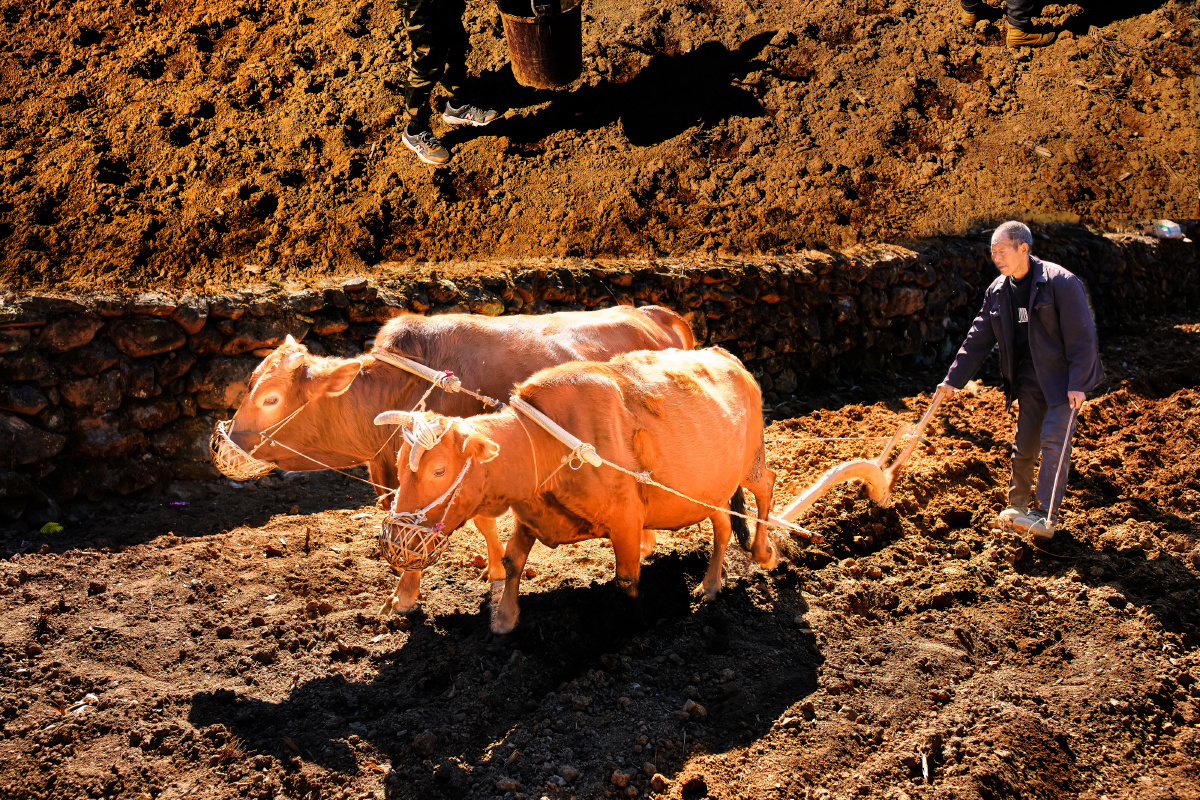 人勤春早耕牛忙!