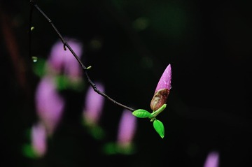 DSC_1816.jpg