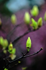 DSC_1800.jpg