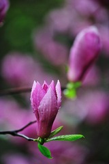DSC_1805.jpg
