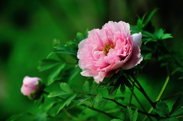 DSC_1912.jpg