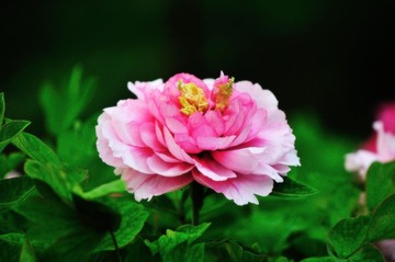 DSC_1915.jpg