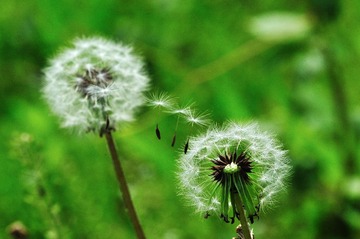 DSC_2060.jpg