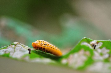 DSC_2239.jpg