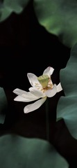 537DD724-D0F5-4411-8352-58CB2DA2C96E/L0/001
