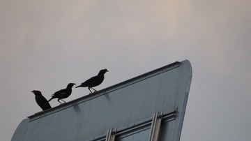 IMG_6218
