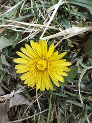 1000016128