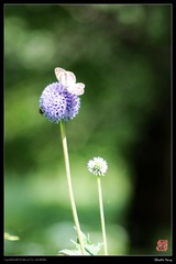 IMG_1542.jpg