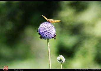 IMG_1554.jpg