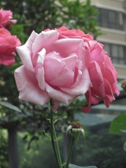 1BF2D3BF-475A-4239-8FF4-A29BB687D4A8/L0/001