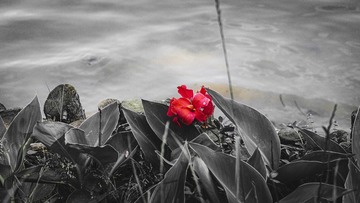 6A8536DF-1692-40F4-BDCD-A7208E706E68/L0/001