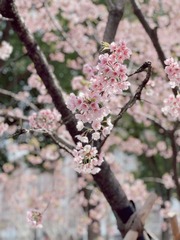 C1F87087-F7AE-492B-B1FF-E3E4F1025CAE/L0/001