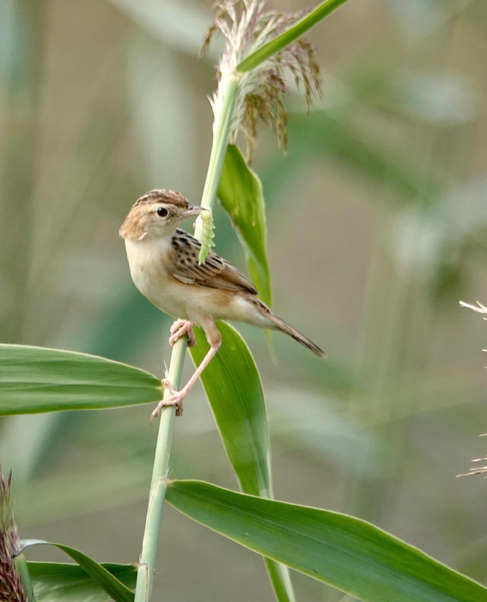 棕扇苇莺,小小鸟儿