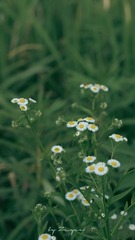 A5D468C4-4C25-450F-9685-B552C41DC22C/L0/001