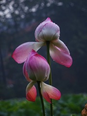 DE937525-4CCD-49EE-AA48-AE60805ADDEB/L0/001