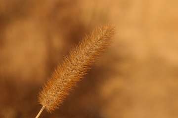 1000011501