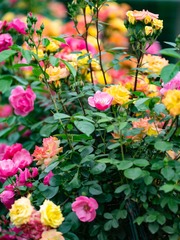 54D204D2-C068-40F4-893A-2C100611BCEB/L0/001