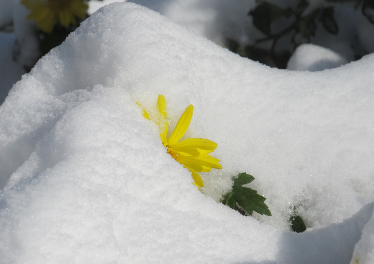 雪中花