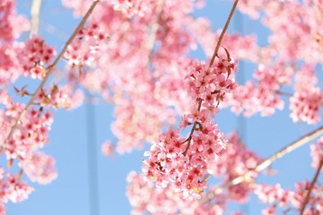 4C7B606F-4725-4800-888B-26E53FA60356/L0/001