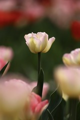 6D27085A-7768-4F56-B53D-9642F7B8BC5B/L0/001