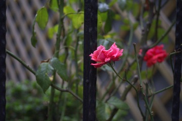 _IGP1345.jpg