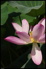 荷-2012 2.jpg