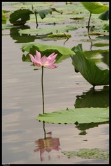 荷-2012 6.jpg