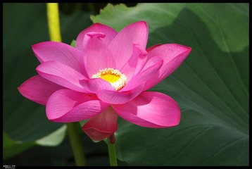 荷-2012 7.jpg