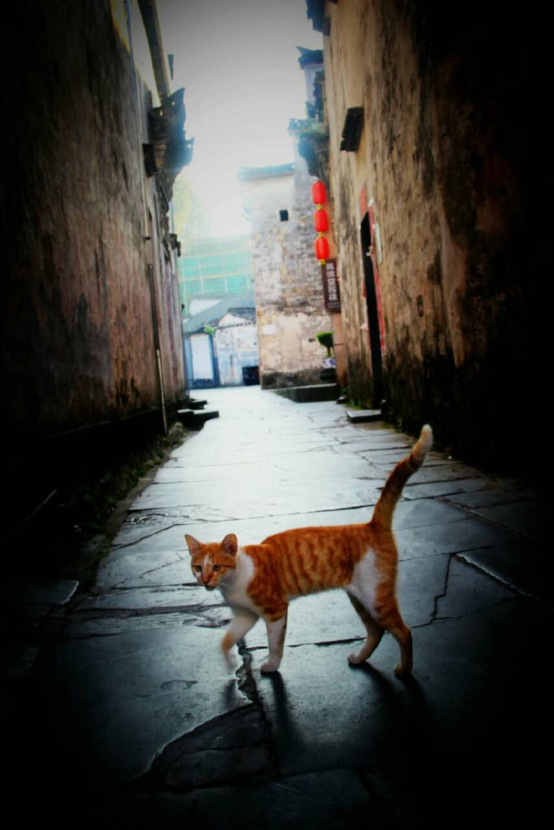 小巷猫