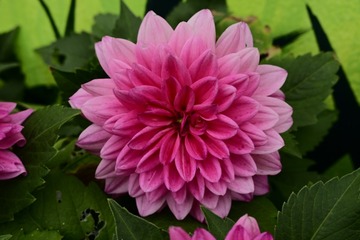 120262