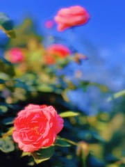 E6581A4D-1280-489E-9A6C-423F994B095D/L0/001