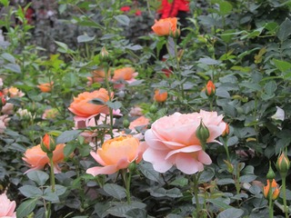 DA6557F3-D95A-4B13-8685-A4CF1C833FE8/L0/001