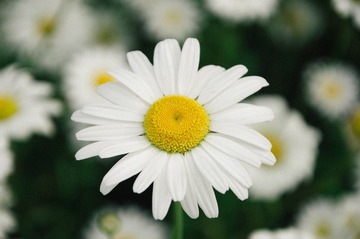 12025509-1D4D-409F-8329-54D6CB63CAF5/L0/001
