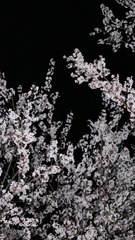 6C38C2BD-2DA7-46D5-938E-A2D29E0E81F7/L0/001